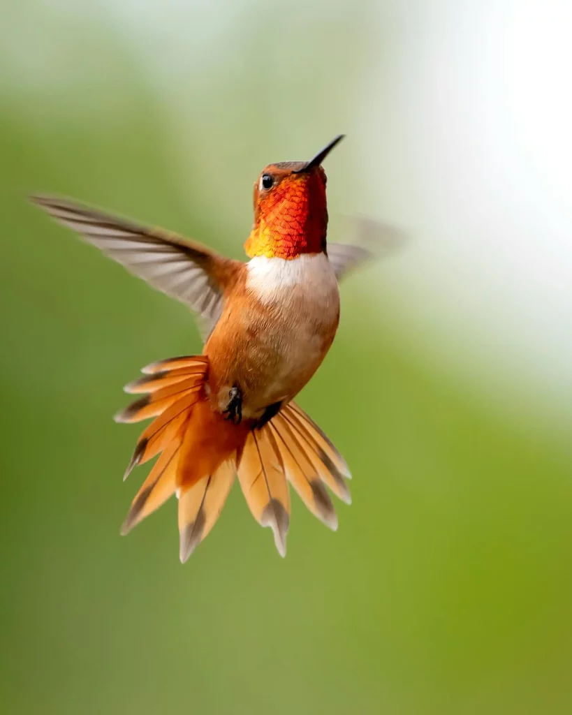 colibri en vol - liberté