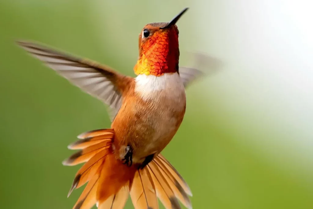 colibri en vol - liberté